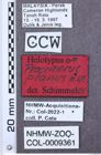 Etikett zu Martiniana carinata (Schimmel, 1996)